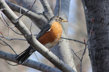 American Robin in a tree