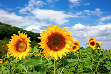 Obraz premium sunflower closeup in the field. beautiful agricultural scenery in summertime. clouds above the horizon. wonderful scenery with blooming yellow flowers