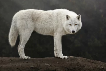 Selbstklebende Fototapeten Arctic wolf standing on a hill and looking at the camera, Canis lupus arctos, Polar wolf or white wolf © Tomas Hejlek