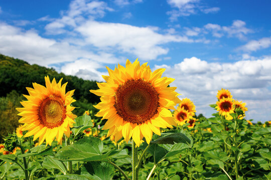 sunflower closeup in the field. beautiful agricultural scenery in summertime. clouds above the horizon. wonderful scenery with blooming yellow flowers