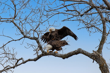 A pair of bald eagles mating on the branch of a tree.