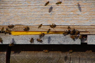 Close up of bees at the entrance of a beehive, selective focus