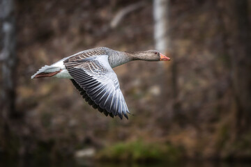 Wildgans im Flug