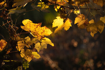 couleur or de la Vigne en automne