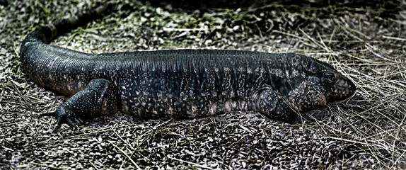 Red teju on the ground. Latin name - Salvator rufescens