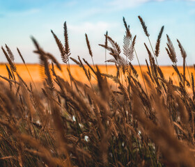 A field at sunset, with spikelets in the foreground