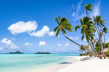 Tropical beach with palm trees and turquoise water