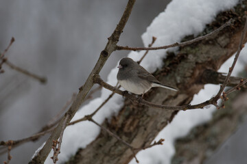 Dark-Eyed Junco (Slate-Colored Junco)