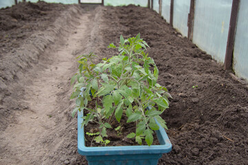 in the greenhouse there is an adult tomato seedling which is prepared for transplantation