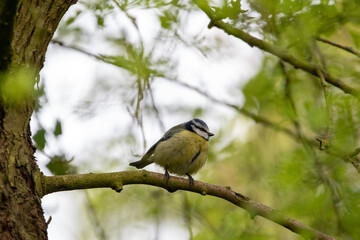 Fototapeta premium Blue tit sitting on a branch