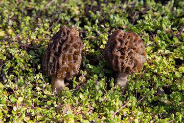 Morilles
