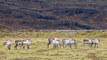 Fototapeta premium Iceland 
