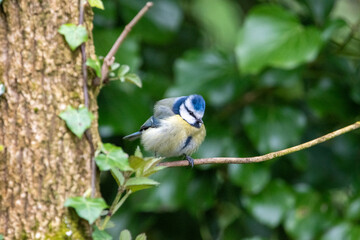 Blue tit sitting on a branch