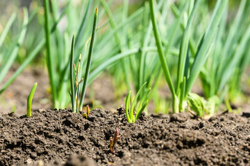 Green onions in the garden grow out of the ground in the spring. Nature background