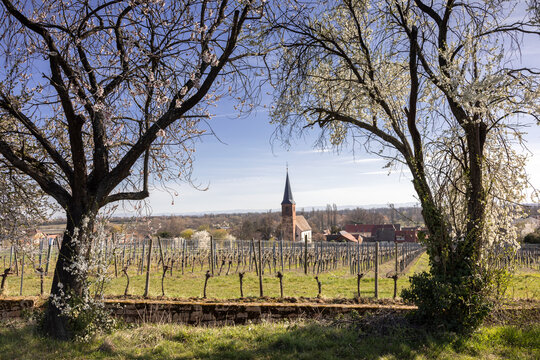 Almond Tree Blosson At The German Wine Route Near Forst