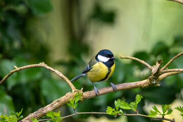 Great tit in the trees at RSPB Strumpshaw Fen nature reserve, Norfolk, UK