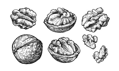 Nuts set. Hand drawn sketch of walnuts Isolated on white background. Vector illustration