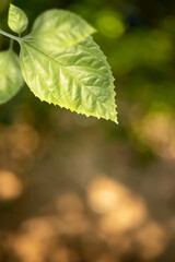 Closeup green leaf with Bokeh nature Blurred background