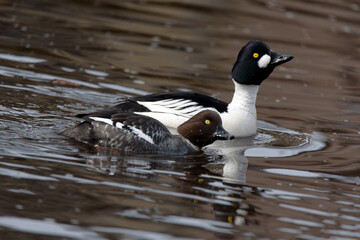 Common goldeneye on the water