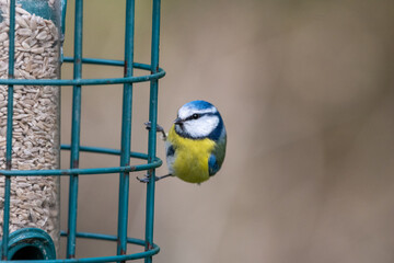 Blue tit on a bird feeder