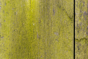 Moss on wood. Mossy board. Green natural background.