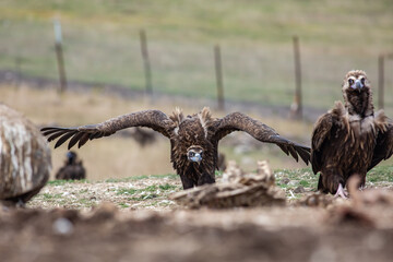 Cinereous Vulture, (Aegypius monachus) flight from rock in natural environment. Wild life.