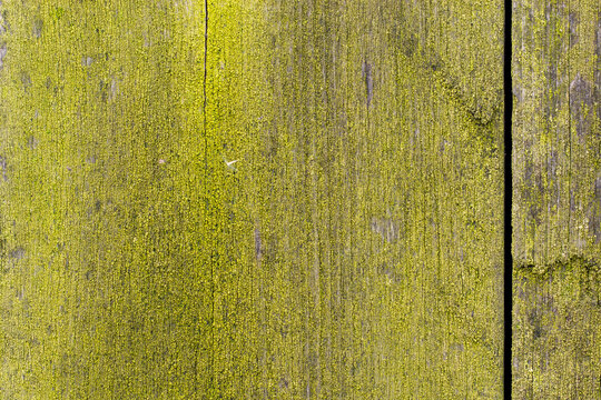 Moss on wood. Mossy board. Green natural background.