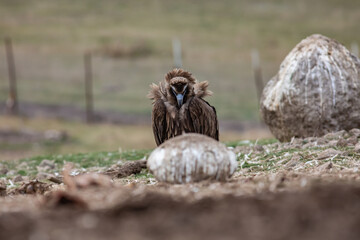 Cinereous Vulture, (Aegypius monachus) in its natural habitat. Wildlife.