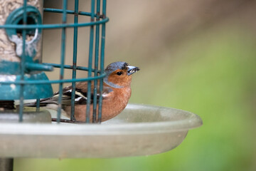 Male chaffinch on a bird feeder at RSPB Strumpshaw Fen in Norfolk, UK