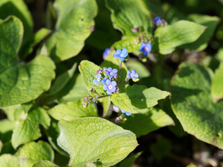 Myosotis des jardins. Cymes de petites fleurs bleues plus ou moins foncé à oeil jaune couvre-sol en massif