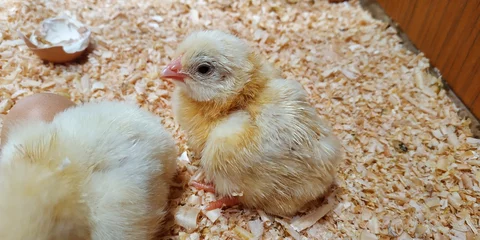 Tuinposter Un pollo de gallina recién nacido del huevo se asoma por primera vez a la vida © Franjagoher