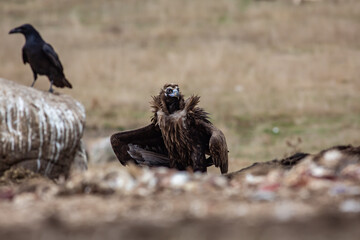 Cinereous Vulture, (Aegypius monachus) in its natural habitat. Wildlife.