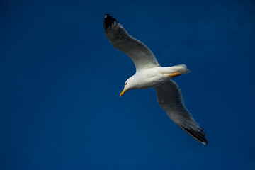 Una gaviota sobrevuela el puerto mientras observa en busca de comida