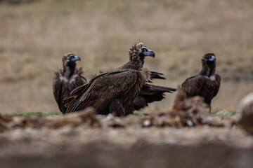 Cinereous Vulture, (Aegypius monachus) flight from rock in natural environment. Wild life.