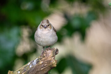 Female chaffinch at Strumpshaw Fen nature reserve in the Norfolk Broads