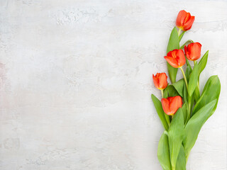 Delicate tulips on a light gray concrete background. Spring flowers. Congratulations on the holiday.