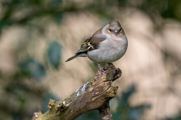 Female chaffinch at Strumpshaw Fen nature reserve in the Norfolk Broads