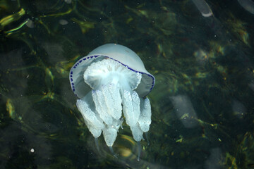 jellyfish in the sea