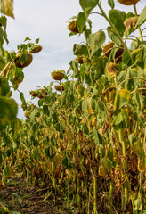 Ripe sunflower in a field shot from bottom to top. Russia