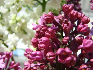 Bouquet of beautiful white and purple lilac flowers. Spring flowering. A flowering lilac bush with a delicate tiny flower. Spring blossom. Purple lilac flower on the bush.