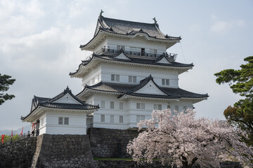 Fototapeta premium 小田原城