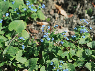 Myosotis des jardins en touffe de fleurs bleues au coeur jaune au dessus de feuilles ovales en rosette, vertes et velues autour de hautes tiges