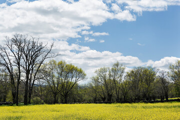Fototapeta na wymiar Paisaje de campo con dehesa con flores amarillas.