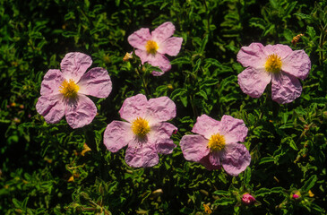 ciste de Crète, Cistus creticus