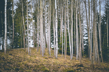Trees in the spring without leaves in the forest