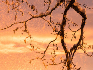 Alder branches and falling snow in during sunset