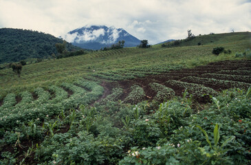 Fototapeta na wymiar Cultures, thé, café, Parc National des Virunga, République Démocratique du Congo