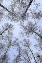 Fototapeta na wymiar bottom view of tall trees in a birch grove