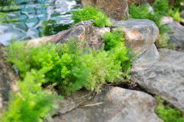 Summer green relaxation of outdoor garden
