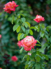 Pink rose bush in the garden, bright sunset light, floral background. Selective focus. Template for a card, cover, or post